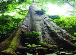 スアンソン国立公園